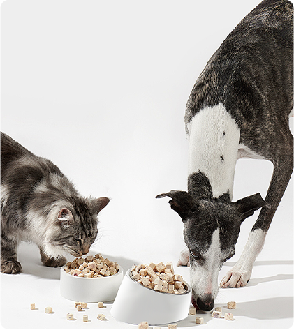 Hunde- und Katzenfütterungsschüssel