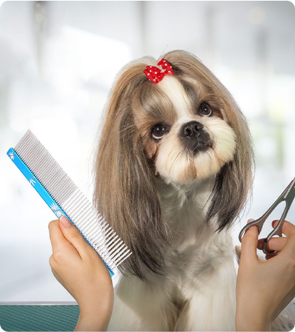 Hunde- und Katzenpflege